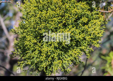 Parasitische pflanze Arceuthobium juniperine-Zwerg Misteln auf Juniperus Baum Stockfoto