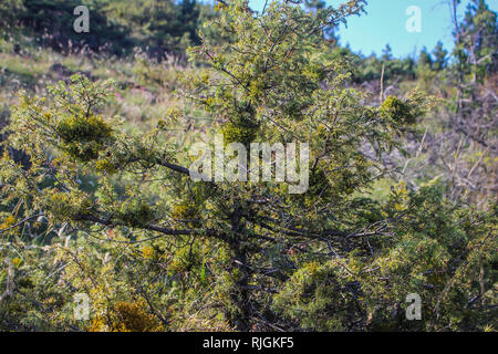 Parasitische pflanze Arceuthobium juniperine-Zwerg Misteln auf Juniperus Baum Stockfoto