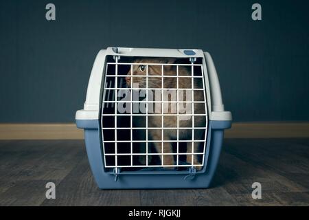 Transportbox mit Katze im Auto Stockfotografie - Alamy