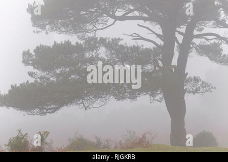 Ein einsamer Scot Pine Tree an bratley Ansicht im New Forest National Park in Hampshire Stockfoto