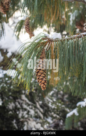 Reife braun Kegel auf die Niederlassung der Bhutan Kiefer, der lateinische Name Pinus wallichiana im Garten in Belgrad in Serbien Stockfoto