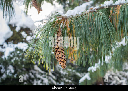 Reife braun Kegel auf die Niederlassung der Bhutan Kiefer, der lateinische Name Pinus wallichiana im Garten in Belgrad in Serbien Stockfoto