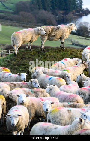 Herde von Schafen (mit farbenfrohen bunten Markierungen) zusammen in der Ecke der Bauernhof Feld versammelt - oben Stanbury, West Yorkshire, England Stockfoto