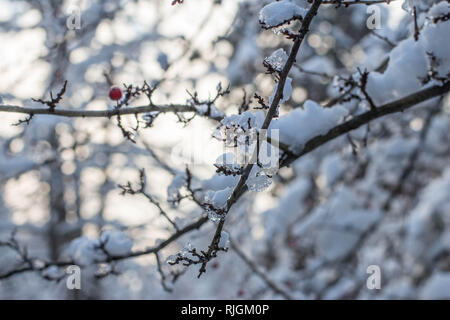 Eis und Schnee auf dem Zweig im Park in Belgrad, Serbien Stockfoto