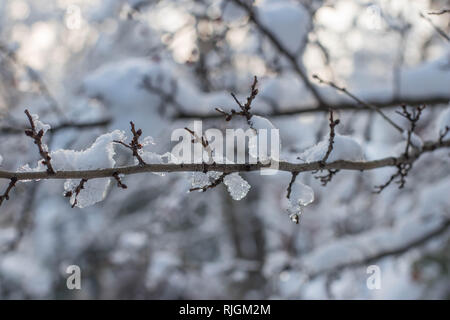 Eis und Schnee auf dem Zweig im Park in Belgrad, Serbien Stockfoto
