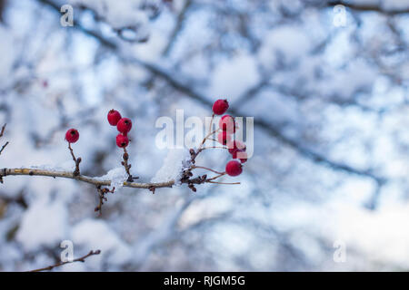 Zweig mit roten Pome Frucht von Crataegus Hawberry im Park in Belgrad Serbien Stockfoto