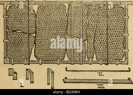 . Bienen und Honig: Unsere 40th Edition illustrierter Katalog&amp; Preise, von Arbeitsgeräten für Biene Kultur mit Anweisungen für ihre Benutzung. A. I. Root Unternehmen ; biene Kultur. 188 S IMPLEMENTIERT IN BIENE KULTUR. 29 Zucker sollten immer durch den Güterverkehr bestellt werden; es wird nicht zahlen, um es per Express geschickt. Pro Barrel werden die bei weitem günstigste, denn es kann anschließend zu einem günstigen Tarif der Fracht gesendet werden; und wenn Sie es nicht verwenden können, ihre Nachbarn fast Alwa&gt; s nehmen Sie an einem kleinen Gewinn. Proben per Post für 5 c Jeder der Zucker. Zucker durch den Lauf von N.Y.?" ' versandt werden, mit Ausnahme von Mapl Stockfoto