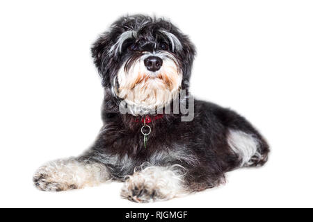 Zwergschnauzer cute Schwarz und Silber Welpe liegend, Nahaufnahme Portrait auf weißem Hintergrund Stockfoto