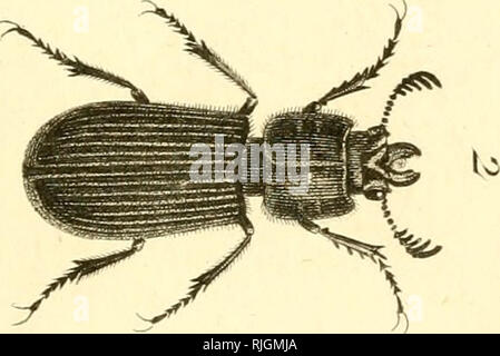 . [Käfer]. Käfer; Chrysomelidae; Lucanidae; Bruchidae; Cantharidae; Tenebrionidae; Trogositidae. b. Bitte beachten Sie, dass diese Bilder sind von der gescannten Seite Bilder, die digital für die Lesbarkeit verbessert haben mögen - Färbung und Aussehen dieser Abbildungen können nicht perfekt dem Original ähneln. extrahiert. Sturm, Jakob, 1771-1848; Panzer, Georg Wolfgang Franz, 1755-1829; Olivier, G. A. (Guillaume Antoine), 1756-1814; Spilman, T.J., Spender. DSI. [Deutschland? : N. n. Stockfoto