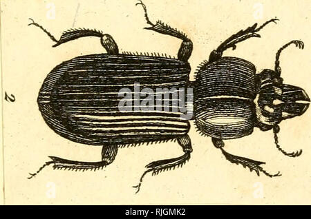 . [Käfer]. Käfer; Chrysomelidae; Lucanidae; Bruchidae; Cantharidae; Tenebrionidae; Trogositidae. . Bitte beachten Sie, dass diese Bilder sind von der gescannten Seite Bilder, die digital für die Lesbarkeit verbessert haben mögen - Färbung und Aussehen dieser Abbildungen können nicht perfekt dem Original ähneln. extrahiert. Sturm, Jakob, 1771-1848; Panzer, Georg Wolfgang Franz, 1755-1829; Olivier, G. A. (Guillaume Antoine), 1756-1814; Spilman, T.J., Spender. DSI. [Deutschland? : N. n. Stockfoto