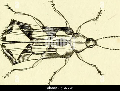 . [Käfer]. Käfer; Chrysomelidae; Lucanidae; Bruchidae; Cantharidae; Tenebrionidae; Trogositidae. '^' S. Bitte beachten Sie, dass diese Bilder sind von der gescannten Seite Bilder, die digital für die Lesbarkeit verbessert haben mögen - Färbung und Aussehen dieser Abbildungen können nicht perfekt dem Original ähneln. extrahiert. Sturm, Jakob, 1771-1848; Panzer, Georg Wolfgang Franz, 1755-1829; Olivier, G. A. (Guillaume Antoine), 1756-1814; Spilman, T.J., Spender. DSI. [Deutschland? : N. n. Stockfoto