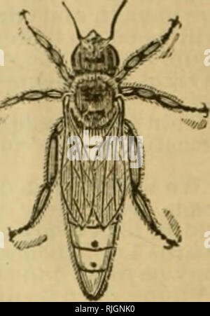 . Bienen und Honig: Unsere 40th Edition illustrierter Katalog&amp; Preise, von Arbeitsgeräten für Biene Kultur mit Anweisungen für ihre Benutzung. A. I. Root Unternehmen ; biene Kultur. Preis 3,5c. Preis 25c. Schmirgel RÄDER FÜR GUMMIERUNG CIR- sägen. Diese sind sehr wertvoll für eine Vielzahl anderer Zwecke, wie hs shaipeaiug aller Arten von Holz Schneidwerkzeuge, cutter heaiis, Schleifen und Polieren, Schneiden gehärtet STC1 usw. usw. Wir unterhalb der Preise solcher wtieels geben, da die meisten oeeirable sind für die oben genannten Verwendungen sägt Barnes' tor. Das beste Rad für die kleinen Kreissägen ist 3x^-x 3-16, und ist Stockfoto