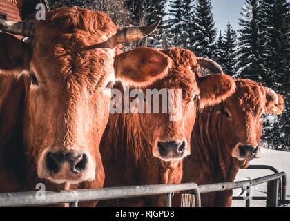 Drei braune Kühe an der Fotograf auf die Alm in Österreich starrte Stockfoto