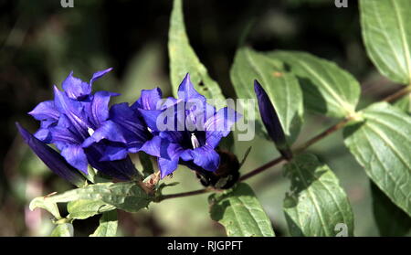 In der Nähe von offenen und Enzian Blumen geschlossen mit Unscharfen Blätter Stockfoto