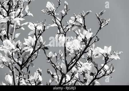 Blüte der Magnolia Bäume gegen den blauen Himmel im Frühling. Stockfoto