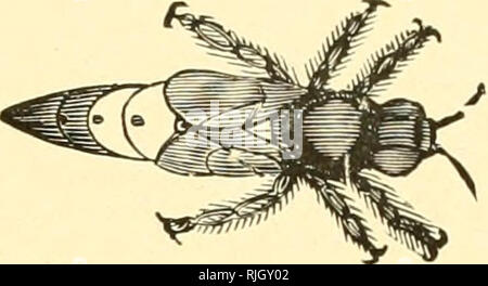 . Die Imker' überprüfen. Biene Kultur. Die IMKER' Bewertung 157. Jetzt kann es passieren, dass in den Fällen, in denen die Klee ist nicht im besten Zustand. Bedingungen gut für einen Honig fließen werden; und wo die Bedingungen sind die meisten jetzt günstig für eine fehlende oder von zu viel Feuchtigkeit, kann es schneiden Sie den Honig fliessen kurz, aber unter Bedingungen als Ganzes, Klee in einem normalen Zustand zu haben Nov. 1 ist fünf Punkte von zehn bei der Sicherung einer Honig fliessen. Im Hinblick auf eine normale Bedingung für Weißklee, es gibt zwei Bedingungen, wo Klee in einem normalen Zustand ist, eine, die in fünf tritt aber etwa ein Jahr. Es oc Stockfoto