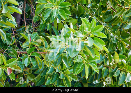 Close up Sweet Olive Tree (Osmanthus fragrans) Blätter Stockfoto