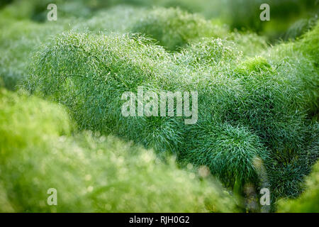 Close up Ferula communis Riese fennel Pflanze in der Natur Stockfoto