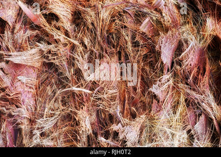 Close up junge Palm Tree Trunk Fibre abstrakt Hintergrund Stockfoto