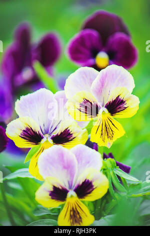 Stiefmütterchen blühen Blumen. Selektive konzentrieren. Flora und Fauna. Stockfoto
