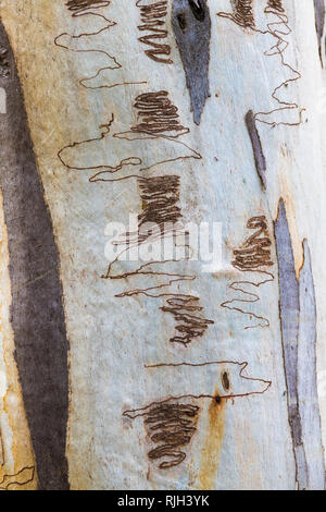 Eukalyptus Baumrinde Textur, natürliche abstraktes Muster Stockfoto