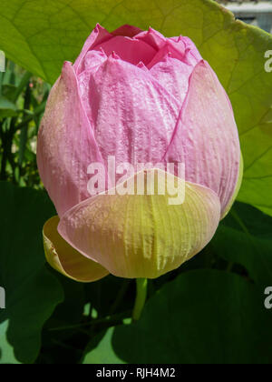 Einzelne Blume Knospe des Lotus lateinischer Name Nelumbo nucifera im botanischen Garten in Zagreb in Kroatien Stockfoto