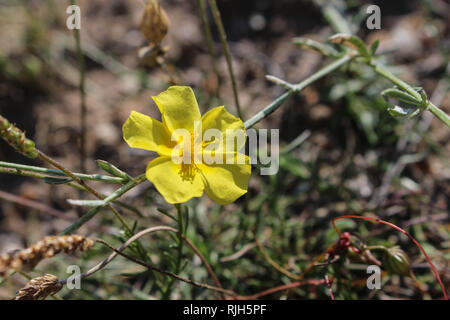 Einzelne gelbe Blume der wildlebenden Pflanzenarten Fumana ericoides in Mazedonien in der Nähe von Pletvar Stockfoto