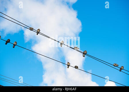 Tauben sitzen auf Drähte. Vögel sitzen auf Freileitungen über klaren Himmel. Stockfoto