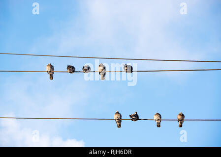 Tauben sitzen auf Drähte. Vögel sitzen auf Freileitungen über klaren Himmel. Stockfoto