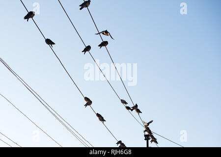 Tauben sitzen auf Drähte. Vögel sitzen auf Freileitungen über klaren Himmel. Stockfoto