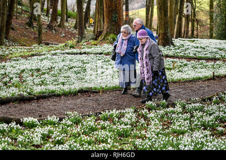 Menschen gehen vorbei an Tausenden von schneeglöckchen blühen in Painswick Rococo Garten in den Cotswolds, wo sie jetzt in der Höhe von schneeglöckchen Jahreszeit sind und sollte noch gut alle werden über Großbritannien bis Ende Februar. Stockfoto