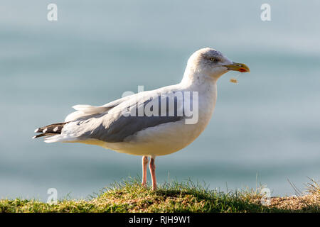 Möwe mit Angelschnur - Abfälle aus Kunststoff durch Umweltverschmutzung in entstellt Schnabel erwischt Stockfoto