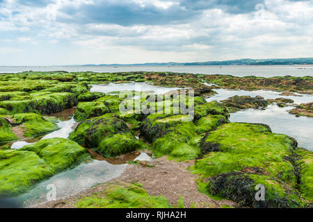 Wenn die Flut an Exmouth beach Diese erstaunliche Gruppe von Felsen und Pools sind aufgedeckt. Stockfoto