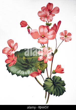 Ein kupferstich mit der Darstellung eines Begonia socotrana, eine Gattung von Pflanzen in der Familie Begoniaceae. Vom 19. Jahrhundert Stockfoto