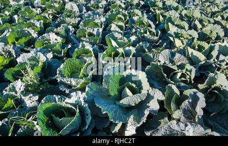 Weißkohl-Anbau Stockfoto