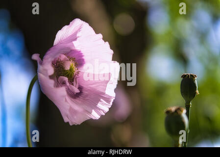 Schönen Lila & lila Brot samen Mohn Blume im Wind auf einem grünen Frühling Garten. Sanfte Bewegungen in der Brise. Schlafmohn (Papaver somniferum Stockfoto