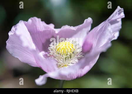 Hell Lila & lila Brot samen Mohn Blume im Wind auf einem grünen Frühling Garten. Sanfte Bewegungen in der Brise. Schlafmohn (Papaver somniferum) Stockfoto