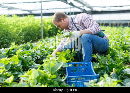 Landwirt in fäustlinge Interessieren für malabar Spinat Pflanzen besser wachsen im Gewächshaus Plantage Stockfoto