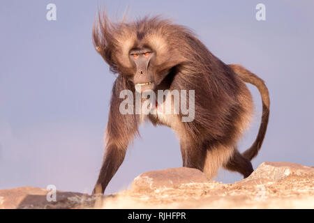 Gelada baboon (Theropithecus gelada). Dominante Männchen wandern auf einem Felsen. Äthiopien Stockfoto