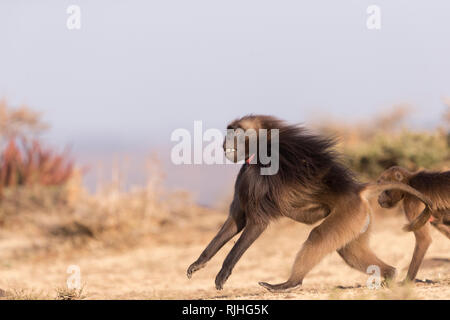 Gelada baboon (Theropithecus gelada). Dominante Männchen läuft. Äthiopien Stockfoto