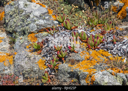 Die alderney Abb. Anlage (carpobrotus) mit Daisy wie lila Blumen im Frühling, es war Genießbare Früchte und wird gemeinhin als pigface bekannt. Stockfoto