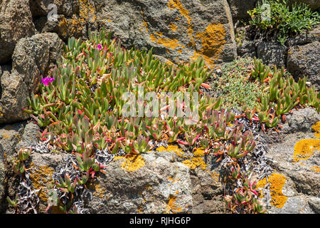 Die alderney Abb. Anlage (carpobrotus) mit Daisy wie lila Blumen im Frühling, es war Genießbare Früchte und wird gemeinhin als pigface bekannt. Stockfoto