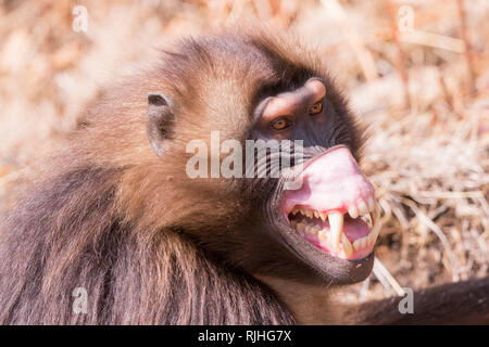 Gelada baboon (Theropithecus gelada). Männliche in der Einschüchterung der Körperhaltung, rollen Sie die koteletts Eine große klare Spot zu zeigen. Äthiopien Stockfoto