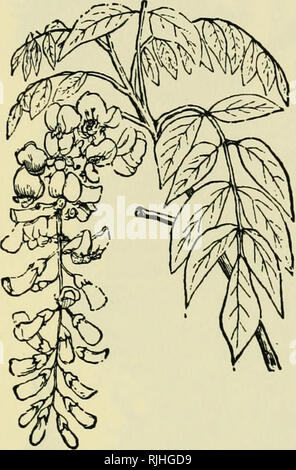 . Die Biene - der Keeper Guide: oder, Handbuch der Imkerei. Bienen. Oder, HANDBUCH DER IMKEREI. 409 H. Braun, sie sind nicht weniger begünstigt. Die Japan Liguster, der Lack, Baum, die Akazie, die schwarz-Kaugummi oder sauer - Gummi (Nvssa Aquatica) und die kakipflaume (Diospyros virginiana) die Bienen bis zu ihren besten Kräften im Mai. Die Banane (Musa Sapientum) blüht nicht nur im Mai, aber, wie Herr W. S. Hart, von Florida, schreibt mir, es ist in der Blüte der Jahre um. So reich sind die Blume - Rohre im Nektar, Herrn Hart sagt, daß er Co"? c' Bild. 209.. Abb. 210.. Bitte beachten Sie, dass diese Bilder aus gescannten Seite Bilder extrahiert werden. Stockfoto