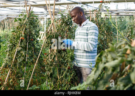 Erfolgreiche qualifizierten männlichen Bauern Kontrolle Büsche und Ernte der Tomaten im Treibhaus. Stockfoto