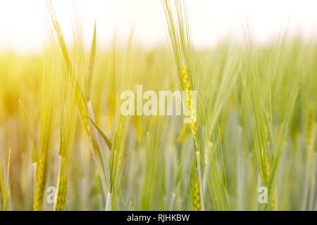 Grünes Weizenfeld Detail an einem sonnigen Tag. Makrofotografie grüner Weizen Stockfoto