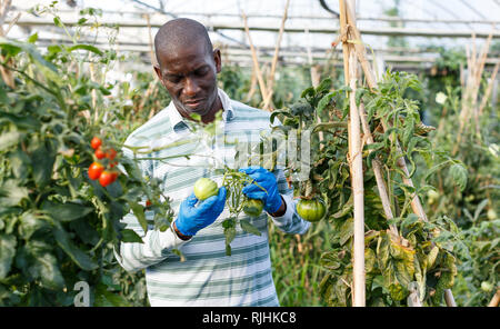 Erfolgreiche qualifizierten männlichen Bauern Kontrolle Büsche und Ernte der Tomaten im Treibhaus. Stockfoto