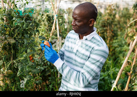 Erfolgreiche qualifizierten männlichen Bauern Kontrolle Büsche und Ernte der Tomaten im Treibhaus. Stockfoto