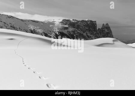 Winter Saison. Seiser Alm Hochplateau. Schlern gipfeln. Hase Fußabdrücke auf Schnee. Die Grödner Dolomiten im Winter. Italienische Alpen. Europa. Stockfoto