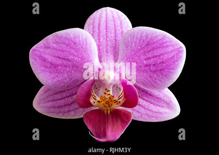Schöne Blume zu Orchideen close-up auf schwarzem Hintergrund isoliert Stockfoto